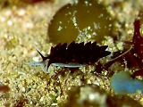  Ercolania boodleae (Sea Slug)